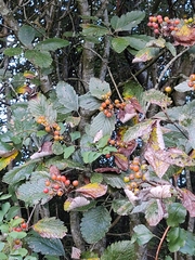 Scandosorbus