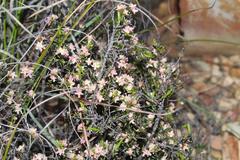 Lachnaea glomerata