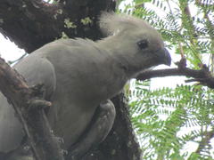Corythaixoides concolor bechuanae