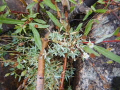 Stellaria altimontana