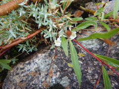 Stellaria altimontana