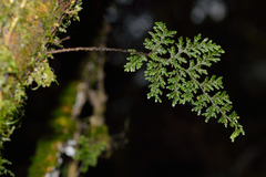 Hymenophyllum plicatum
