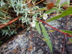 Stellaria altimontana