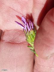 Polyarrhena imbricata