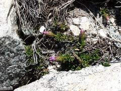 Polyarrhena imbricata