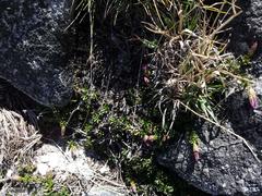 Polyarrhena imbricata