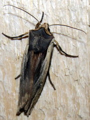 Xylena nupera