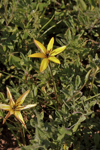 Image of Pauridia linearis by (c) Karen Eichholz, some rights reserved (CC BY)