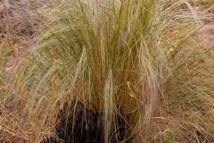 Aristida jubata