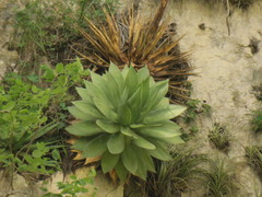 Agave chiapensis