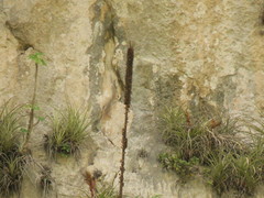 Agave chiapensis