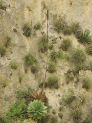 Agave chiapensis