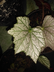 Begonia rex-cultorum