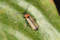 Discodon cinctum
