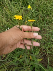 Crepis foetida