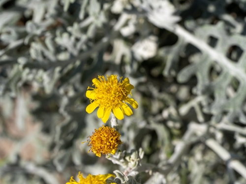 Primorska pepeljuša (Jacobaea maritima)