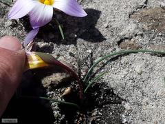 Romulea atrandra esterhuyseniae