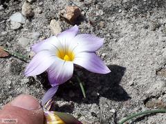 Romulea atrandra esterhuyseniae