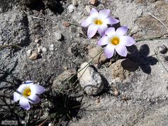 Romulea atrandra esterhuyseniae