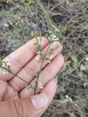 Asperula tenella