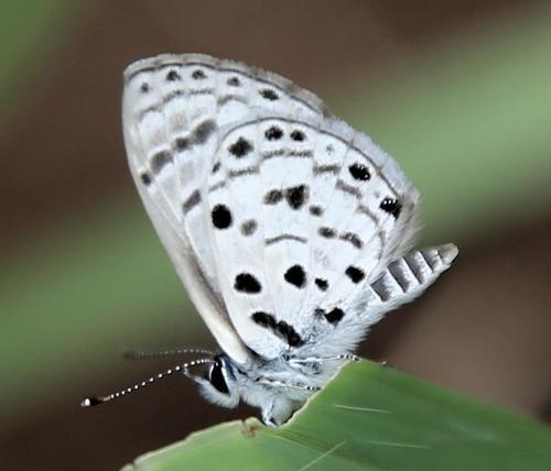 Black-bordered Babul Blue