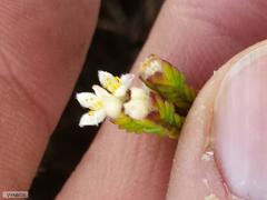 Lachnaea laniflora