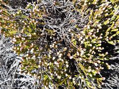 Lachnaea laniflora