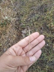 Apera