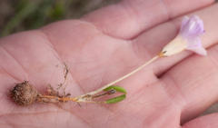 Oxalis monophylla monophylla