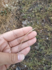 Apera