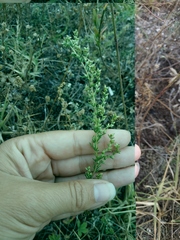 Artemisia arenaria