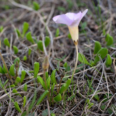 Oxalis monophylla monophylla