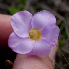 Oxalis monophylla monophylla