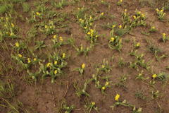 Hypoxis hemerocallidea