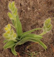 Hypoxis hemerocallidea