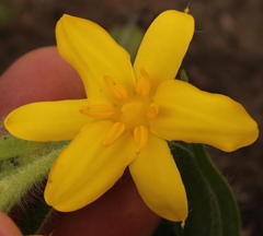 Hypoxis hemerocallidea