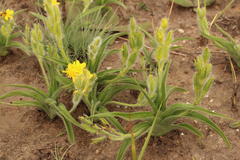 Hypoxis hemerocallidea