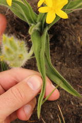 Hypoxis hemerocallidea