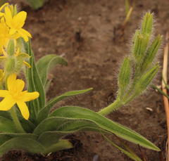 Hypoxis hemerocallidea