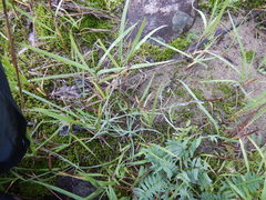 Dianthus repens