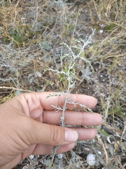 Artemisia arenaria