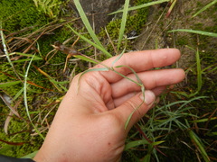 Dianthus repens