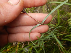 Dianthus repens