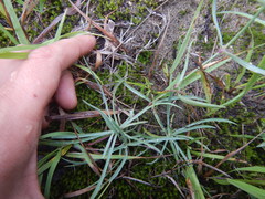 Dianthus repens