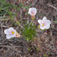 Oxalis tenuifolia