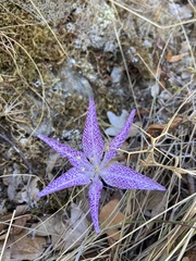 Colchicum variegatum