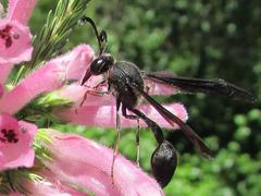 Delta bonellii