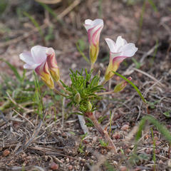 Oxalis tenuifolia