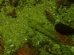 Caffrogobius nudiceps