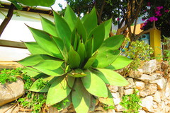 Agave chiapensis